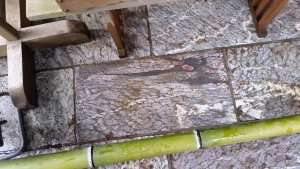 三峯神社の石畳に現れた龍神様 三峯神社の石畳に現れた龍神様