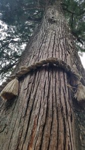 三峯神社のご神木 三峯神社のご神木