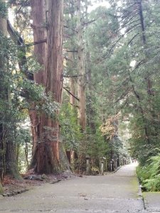 白山比咩神社の表参道と杉