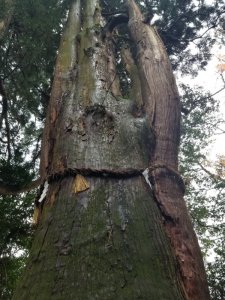 白山比咩神社の手水舎前　樹齢800年のご神木