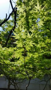 宗像大社の樹木 宗像大社の樹木