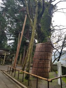 白山比咩神社のご神木　大ケヤキ