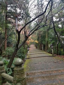 白山比咩神社の表参道と紅葉