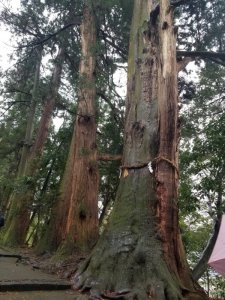 白山比咩神社の手水舎前　樹齢800年のご神木