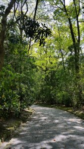 宗像大社の森 宗像大社の森