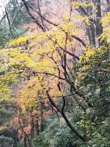 白山比咩神社　紅葉