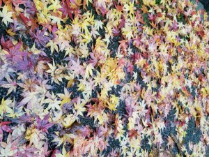 白山比咩神社の紅葉