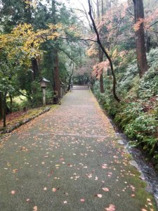 白山比咩神社　表参道と紅葉