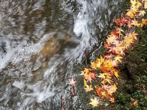 白山比咩神社の参道脇と紅葉