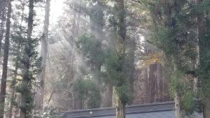 上社本宮の木漏れ日 上社本宮の木漏れ日