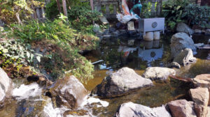 江島神社白龍池 江島神社白龍池
